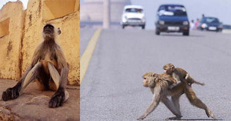 Urban Monkeys