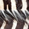 http://weburbanist.com/wp-content/uploads/2008/11/zebra-thumb.jpg