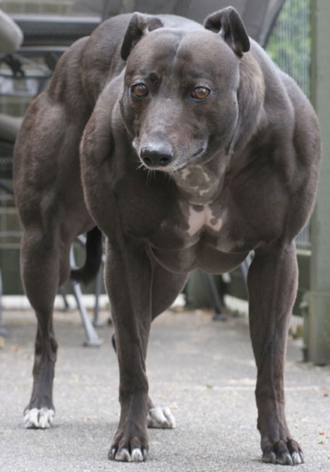 world muscle dog