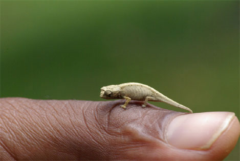 worlds-smallest-chameleon