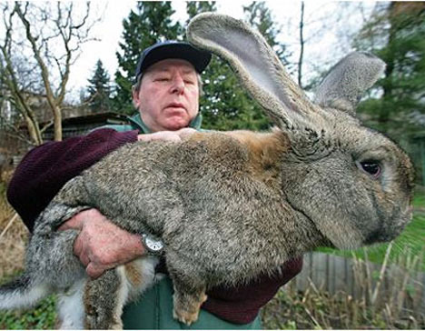 gigantic-bunny
