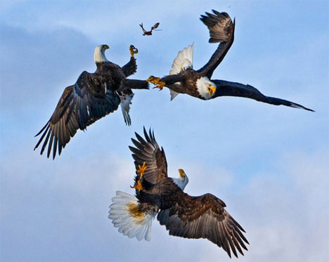 three-eagles