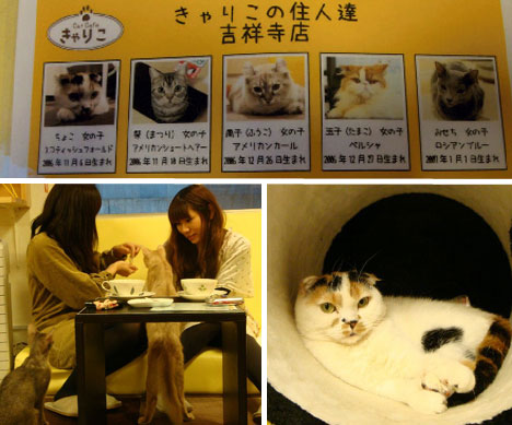 The first menu you'll see at Calico Cat Café in Tokyo has nothing to do with 