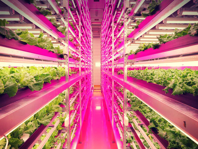 World’s Largest Indoor Farm is 100 Times More Productive ...