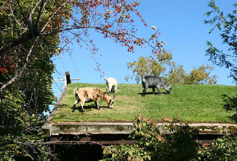 Goats on a Green Roof