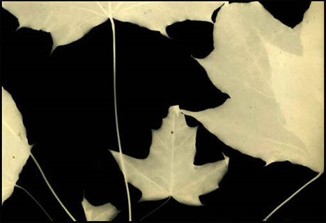 puja photogram leaves