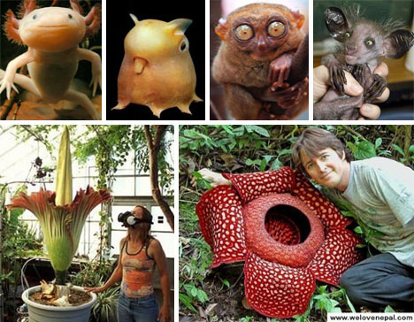 100+ of the World's Weirdest Plants and Animals | Urbanist