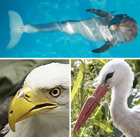 Air-and-Water-Animals