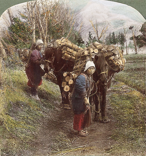 firewood dealers stereoview