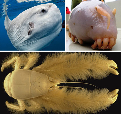 Scary Seas 21 Terrifying Real Life Deep Ocean Creatures Urbanist