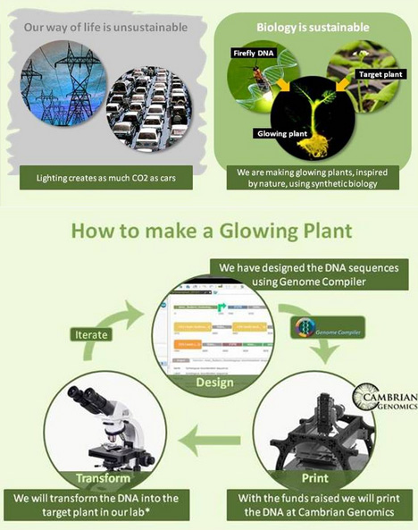 glowing plant how to