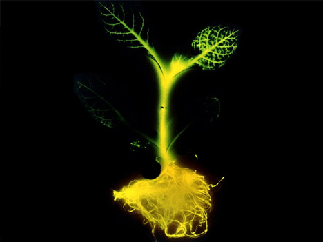 glowing plant synthetic biology