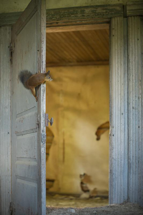 abandoned building door squirrel