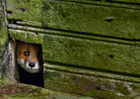 abandoned space fox hole