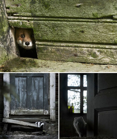 Abandoned Scandinavia Animal House 1