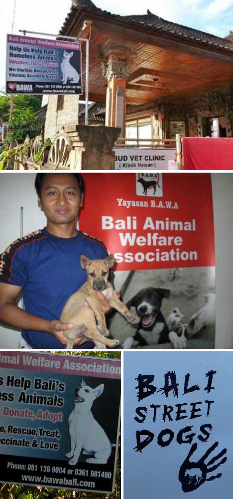 closed veterinary clinic Bali