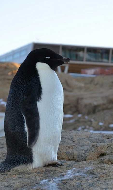 India Bharathi Antarctic Research Station penguin