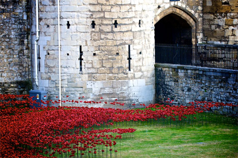 Tower of London Poppies 4