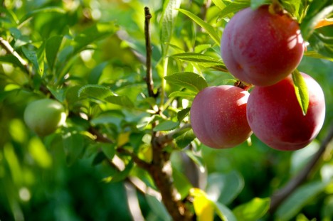 tree fruit peaches branch