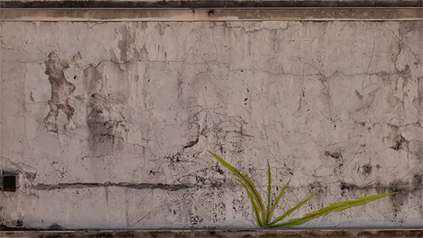 Hand-Grown Murals: Watch as Plant Paintings Take Over Walls - WebUrbanist