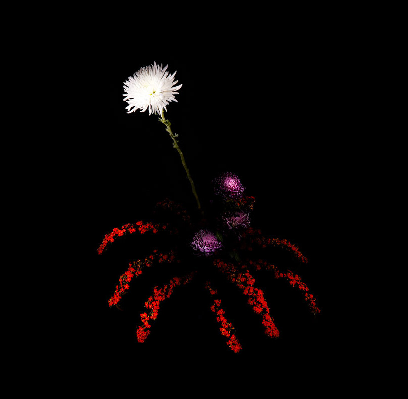 flower red starburst white