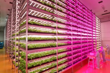 indoor factory lettuce farm