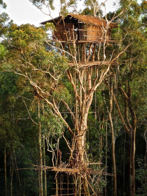 korowai treehouse
