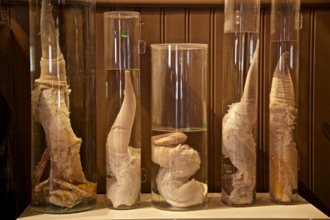 phallological museum 2