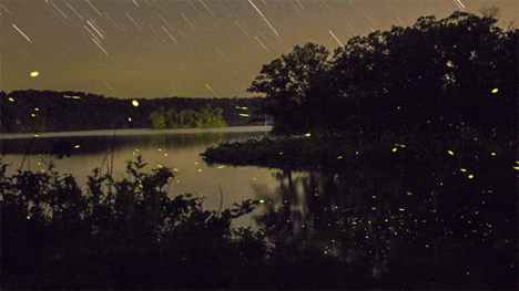 time lapse fireflies