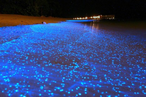 bioluminscent beach