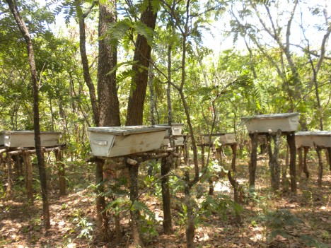 abandoned apiaries 7