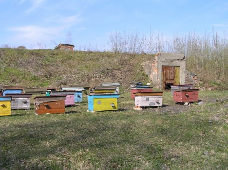 abandoned apiaries 8