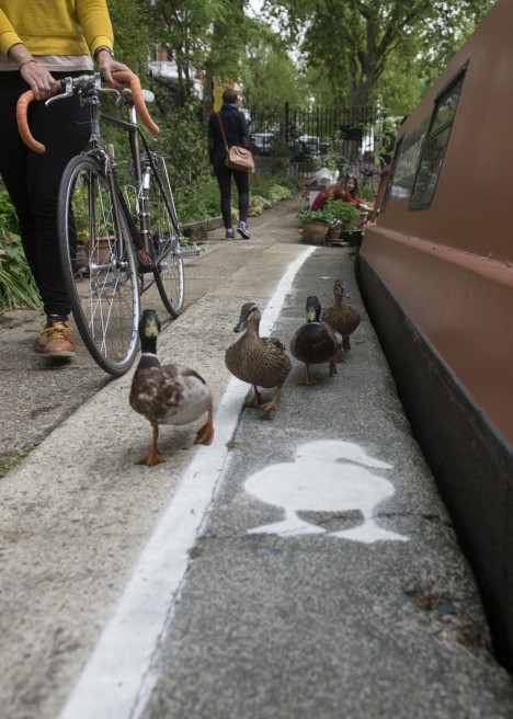 dedicated-duck-lane-1