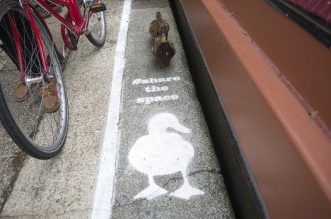 dedicated-duck-lane-2