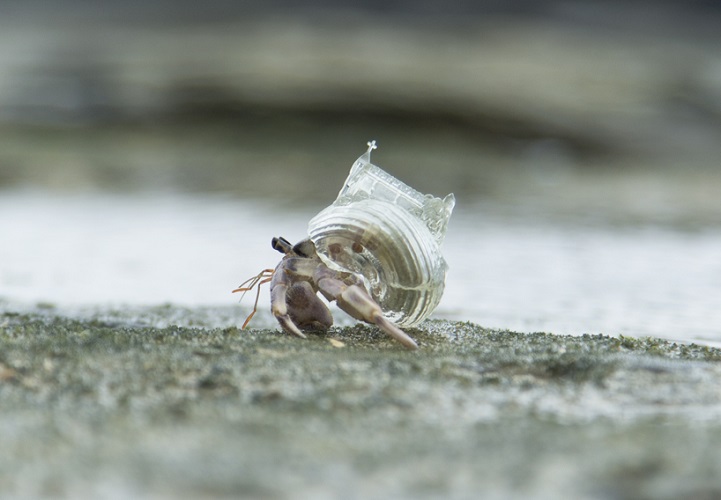 Church for Crabs: Architectural 3D-Printed Hermit Shell - WebUrbanist