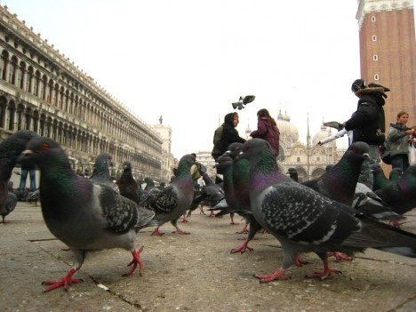 germiest-venice-pigeons-3