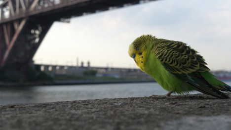 hidden nyc parakeet brooklyn