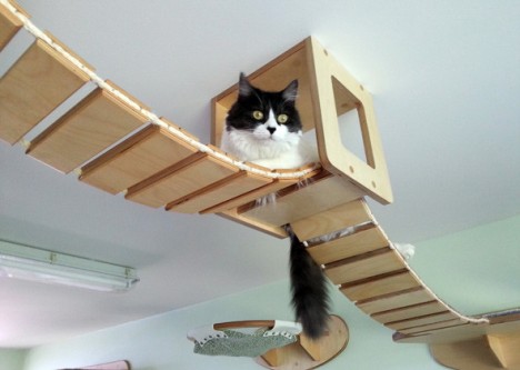 cat houses ceiling 2