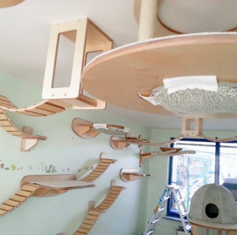 cat houses ceiling 3
