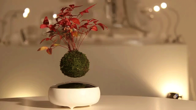 floating air bonsai plant