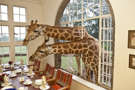 airbnb giraffe 4