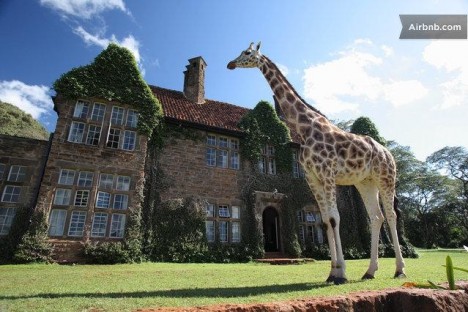airbnb giraffe