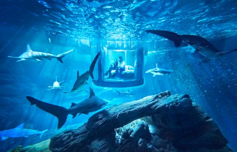 airbnb shark suite