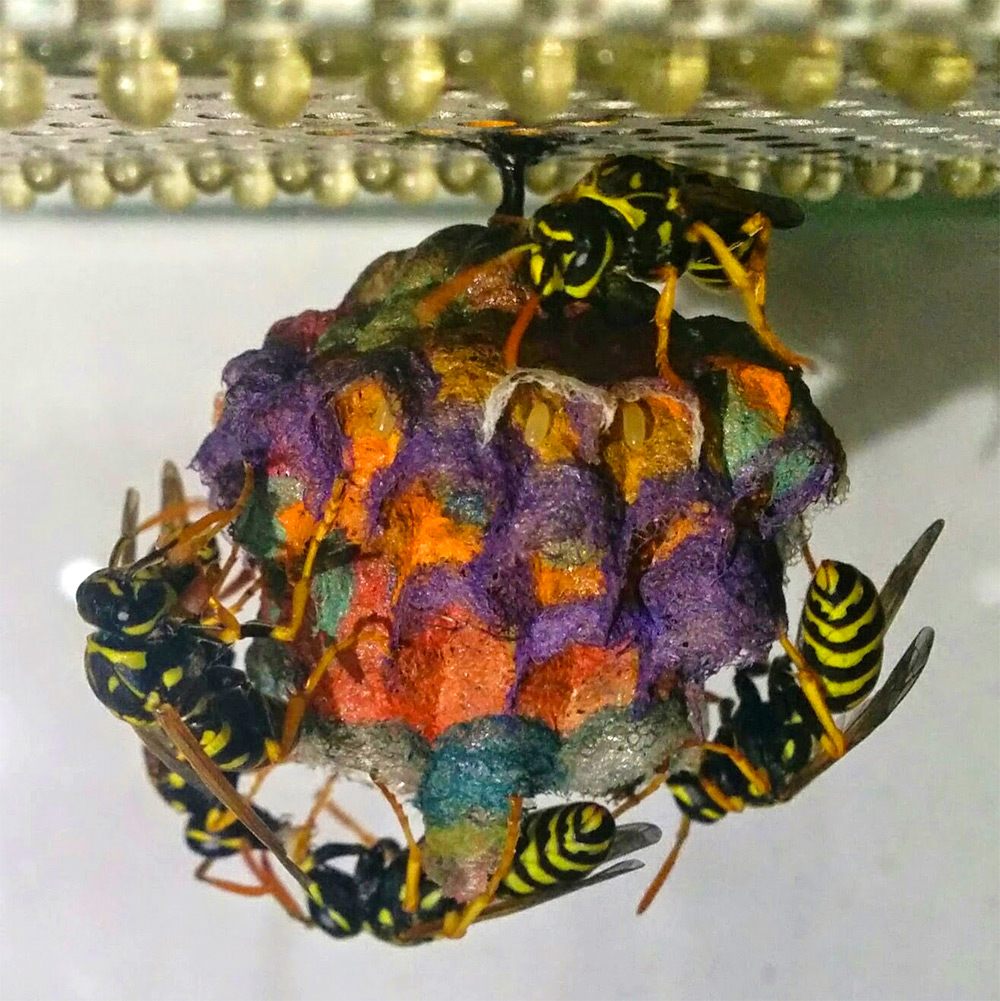 Rainbow Nests: What Wasps Build with Colored Construction ...