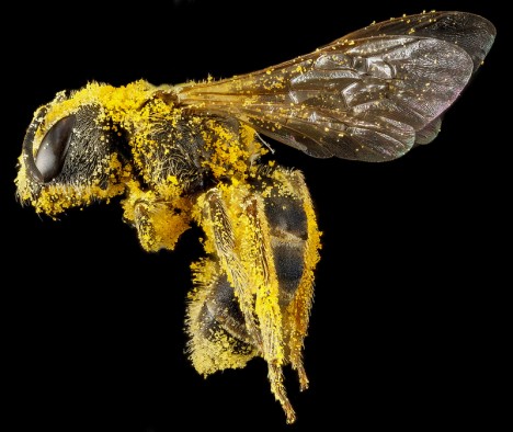 macro bees 1