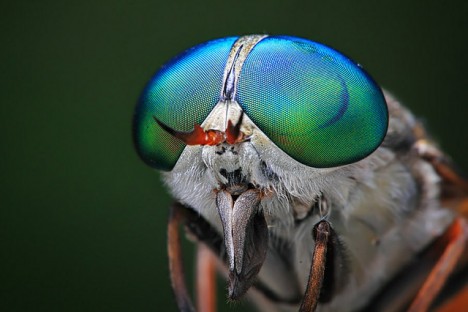 macro insect eyes 3