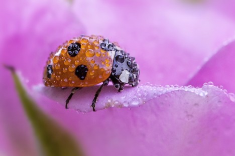 macro ladybugs 1