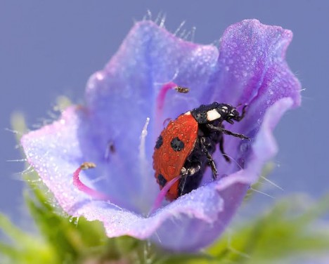 macro ladybugs 3