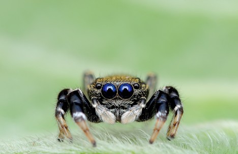 macro spider 4