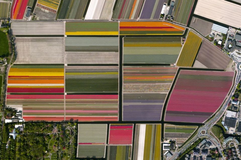 Tulip fields, Lisse, Netherlands